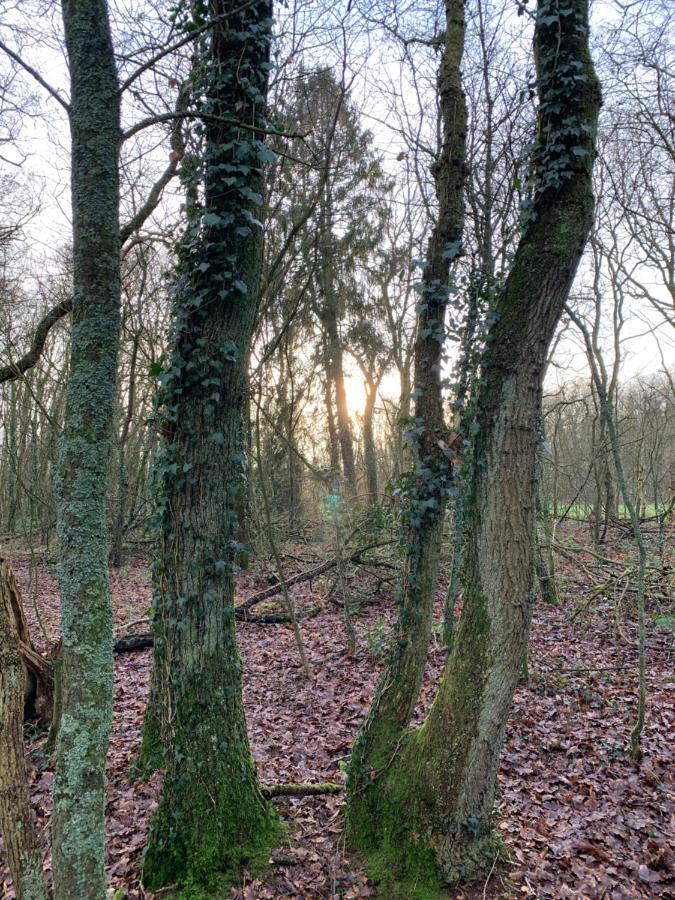 Norg 'T Holten Huus - Puur Genieten In Het Bos. מראה חיצוני תמונה