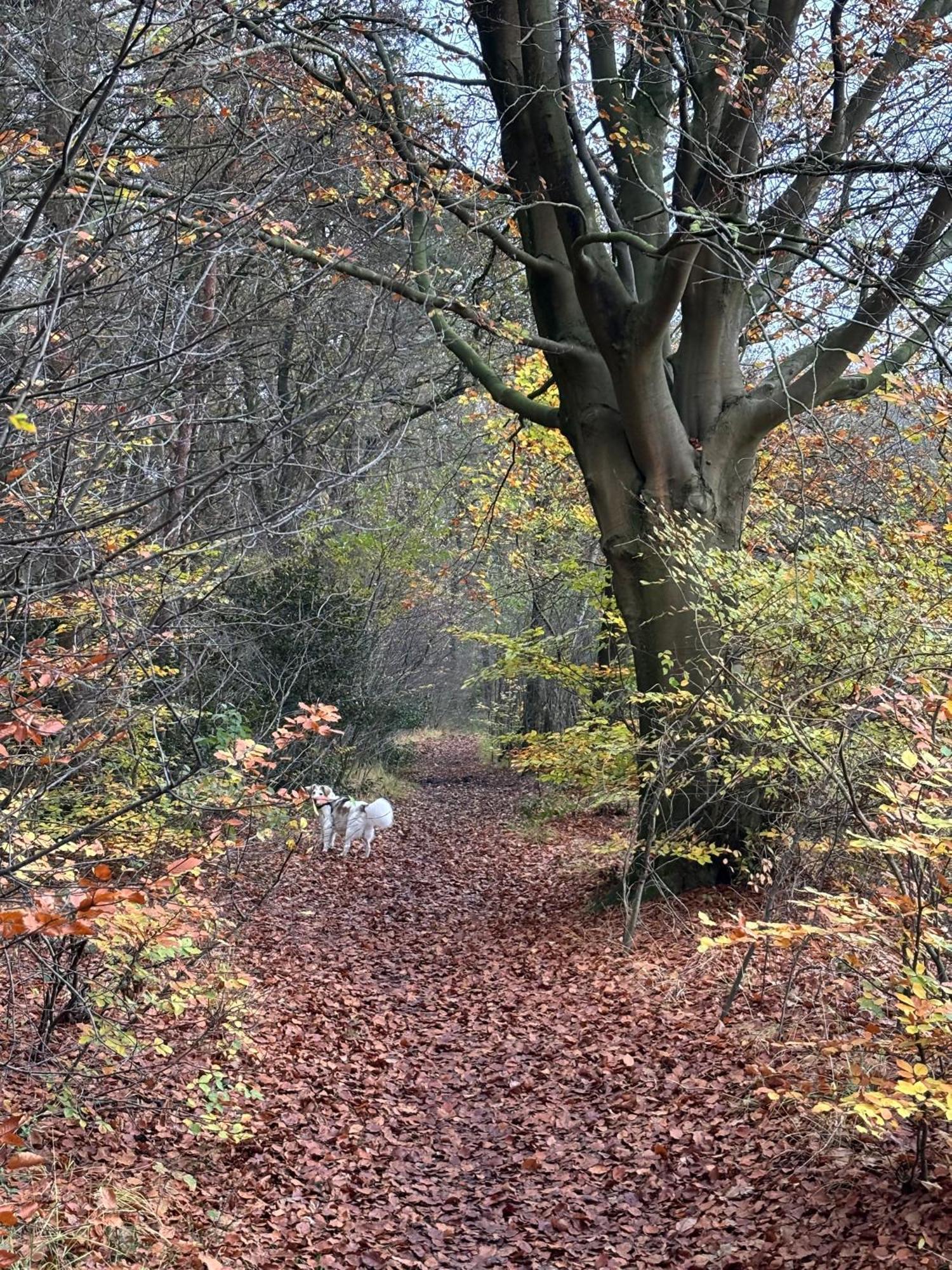 Norg 'T Holten Huus - Puur Genieten In Het Bos. מראה חיצוני תמונה